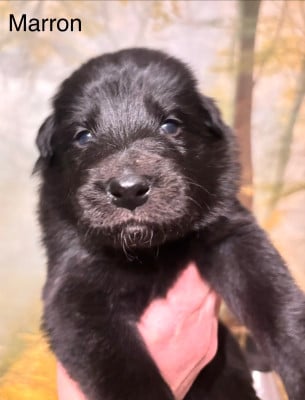 Les chiots de Berger Belge