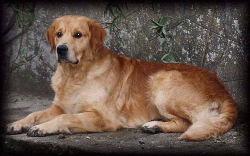 Give me a son to dad Angels of Tara