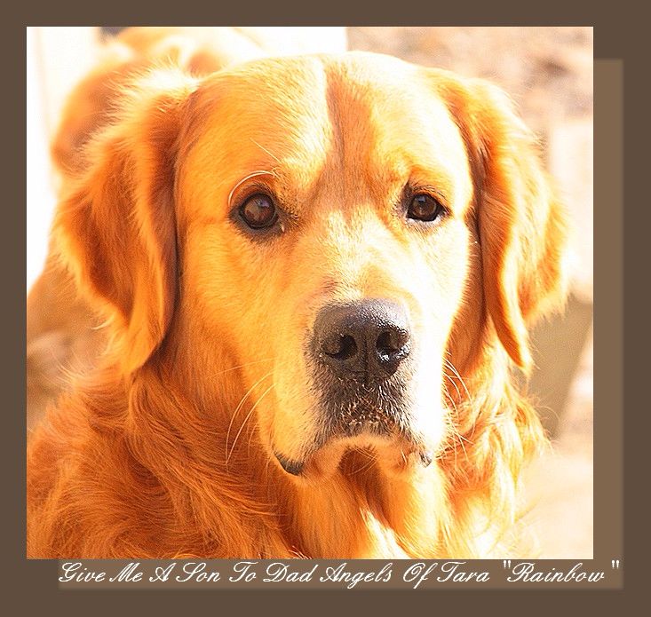 Give me a son to dad Angels of Tara