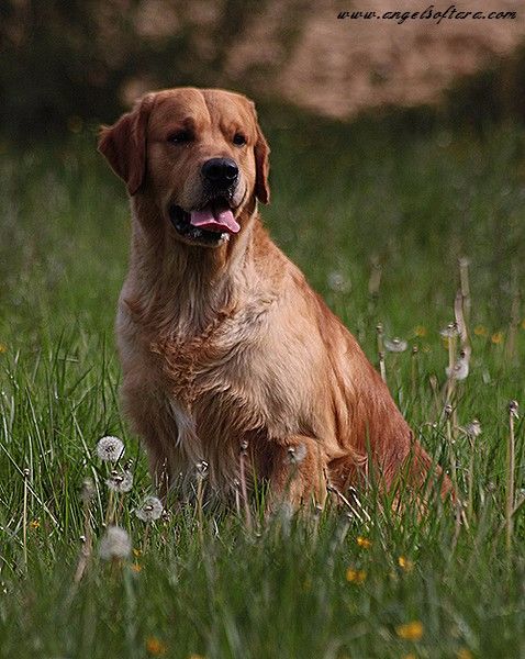 Give me a son to dad Angels of Tara