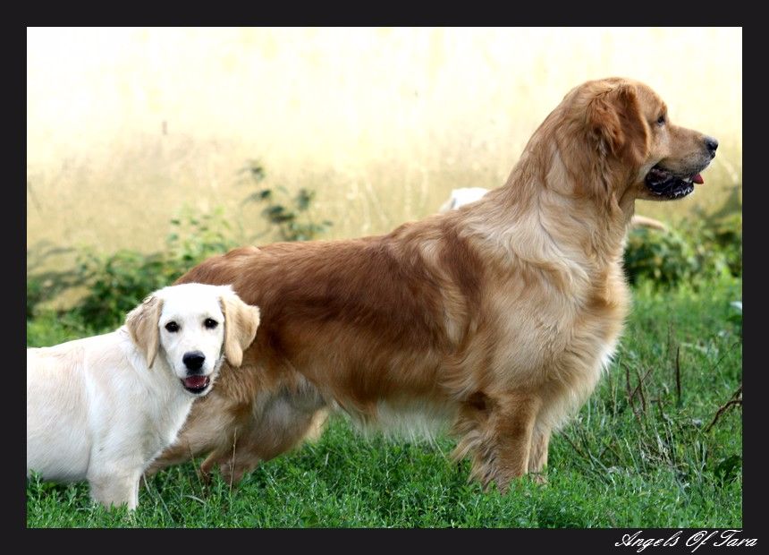 Give me a son to dad Angels of Tara