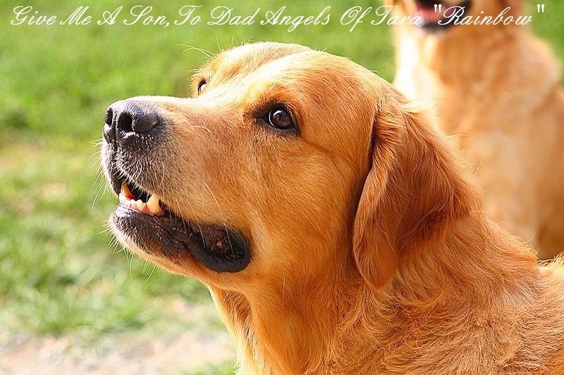 Give me a son to dad Angels of Tara