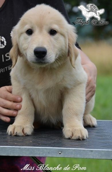 Blanche - Golden Retriever