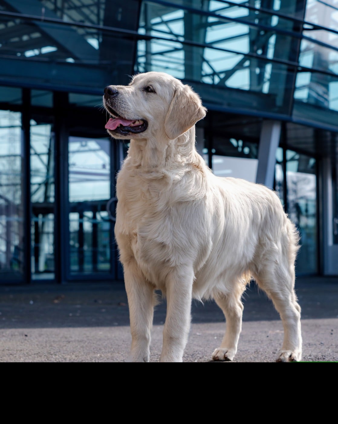 CH. A Love Is Strange Music Angels of Tara - 1° EXCELLENT-CACS-J-MEILLEUR PUPPY