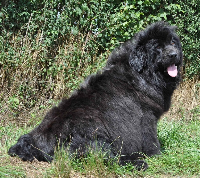 Publication : du Haras des Pierres de Lune Auteur : MALSOT Béatrice