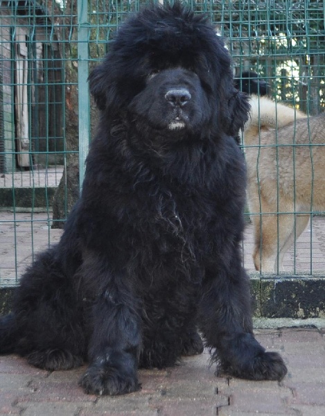 Publication : du Haras des Pierres de Lune Auteur : MALSOT Béatrice