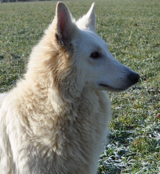 Publication : du Haras des Pierres de Lune Auteur : MALSOT Béatrice