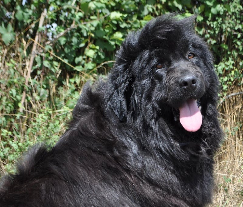 Publication : du Haras des Pierres de Lune Auteur : MALSOT Béatrice