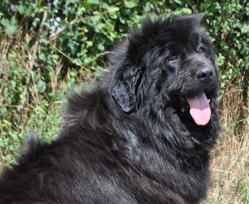 Publication : du Haras des Pierres de Lune Auteur : MALSOT Béatrice