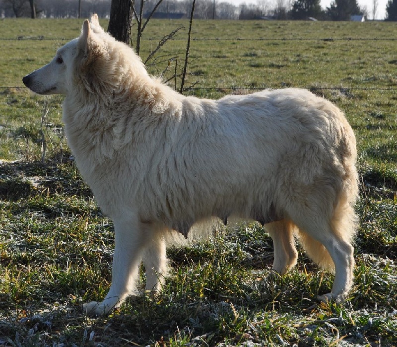 Publication : du Haras des Pierres de Lune Auteur : MALSOT Béatrice