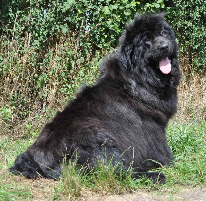 Publication : du Haras des Pierres de Lune Auteur : MALSOT Béatrice