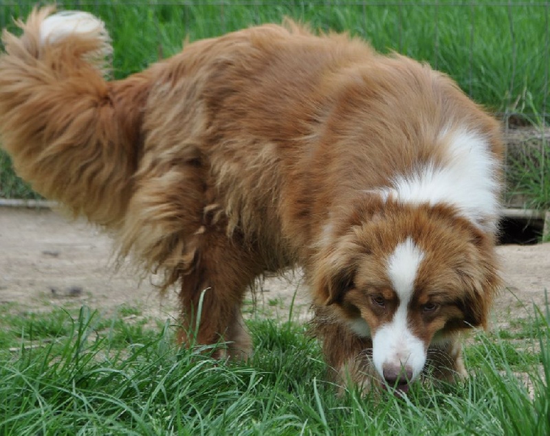 Publication : du Haras des Pierres de Lune Auteur : MALSOT Béatrice