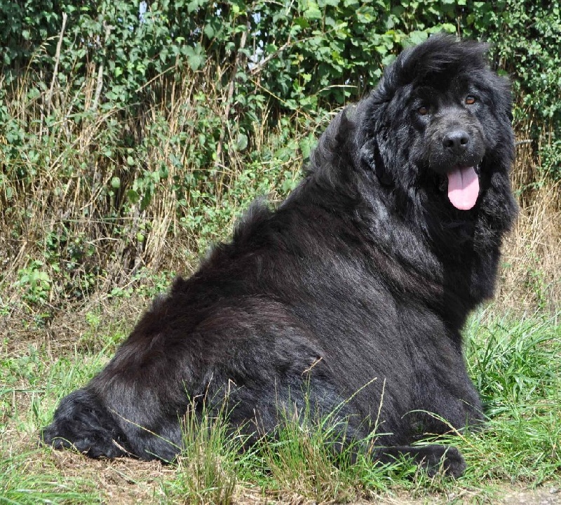 Publication : du Haras des Pierres de Lune Auteur : MALSOT Béatrice