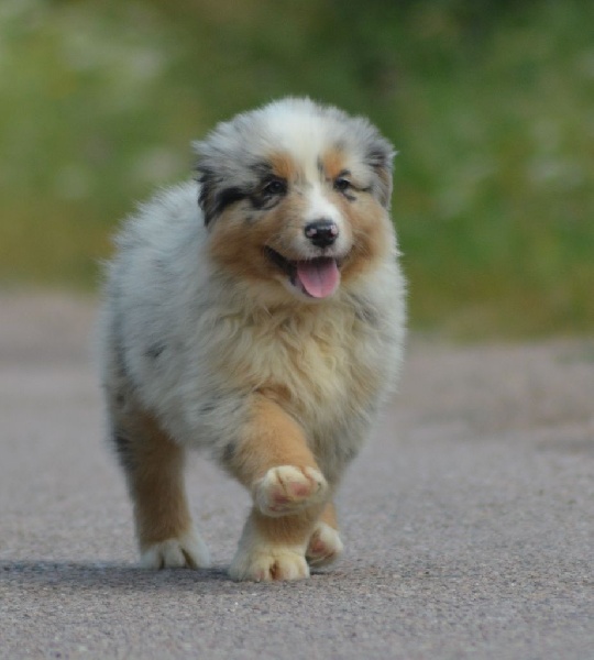 MAORI SPIRIT OF SAINT LOUIS