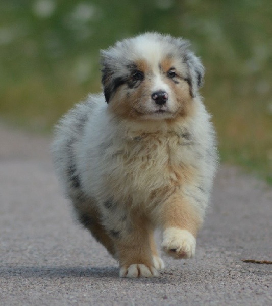MAORI SPIRIT OF SAINT LOUIS