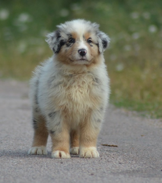 MAORI SPIRIT OF SAINT LOUIS