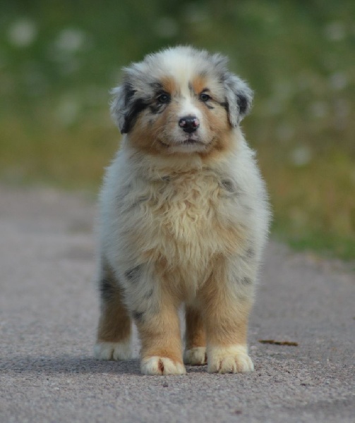 MAORI SPIRIT OF SAINT LOUIS