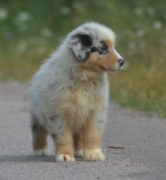 MAORI SPIRIT OF SAINT LOUIS