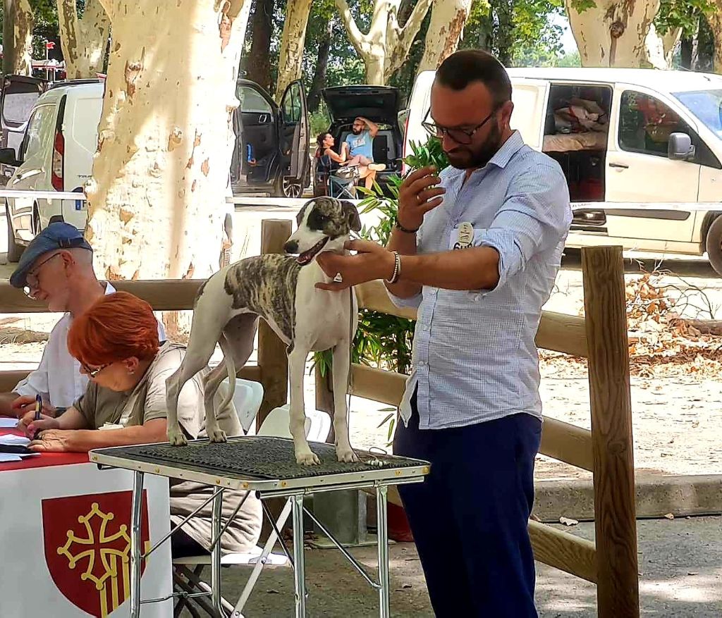 Publication : du domaine des Chojnacki Auteur : Stéphane Thimoleon