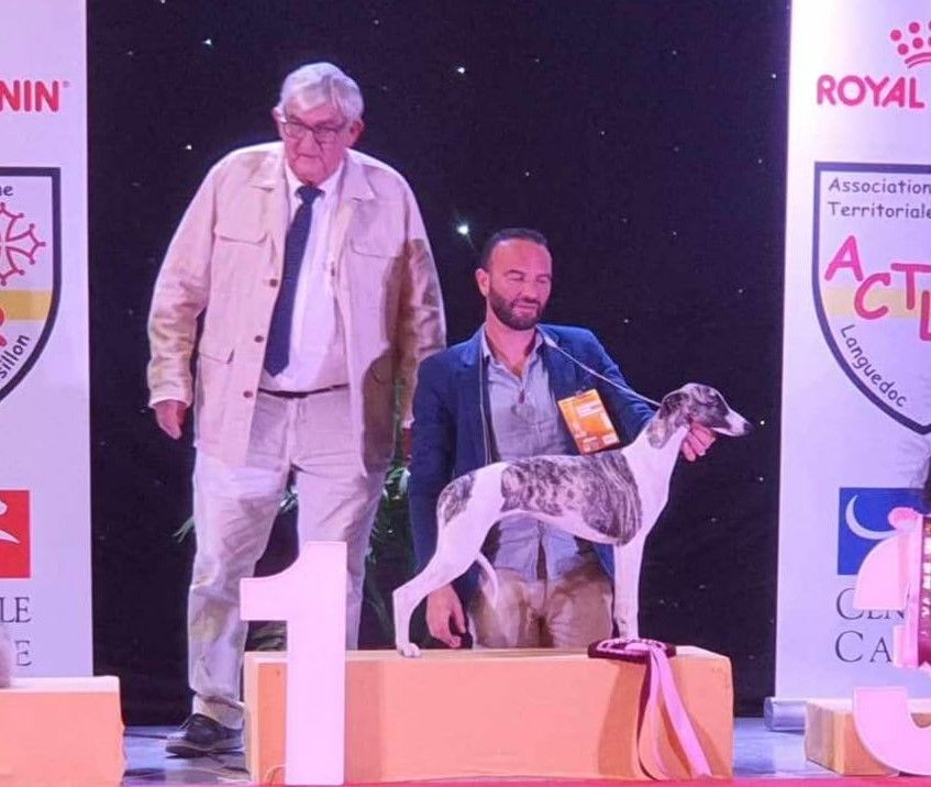 Publication : du domaine des Chojnacki Auteur : Stéphane Thimoleon