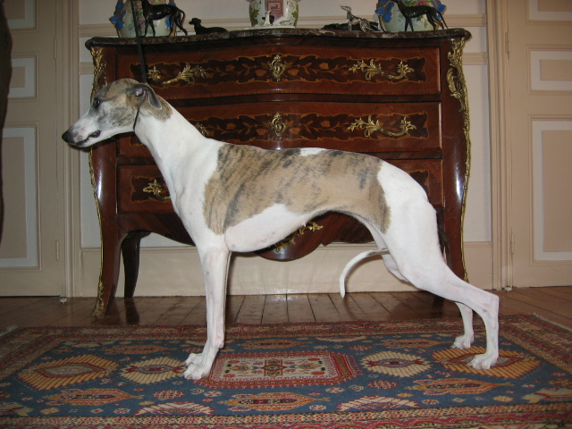 CH. Une mélodie du domaine des Chojnacki