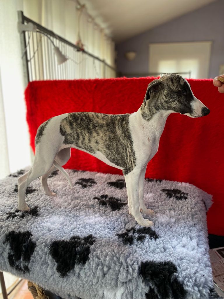 Publication : du domaine des Chojnacki Auteur : Stéphane Thimoleon