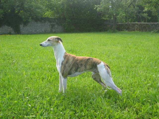 CH. Adagio du domaine des Chojnacki