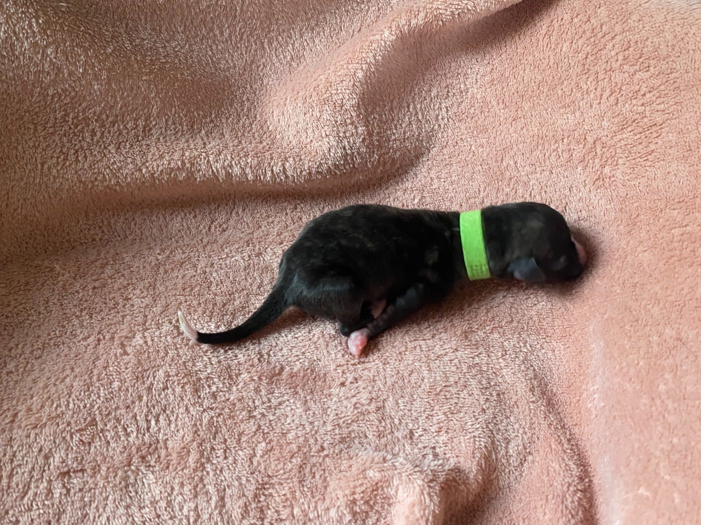 F2 - collier vert clair