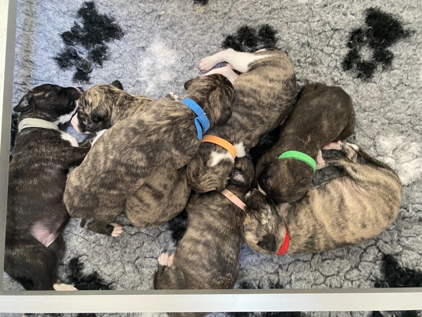 Whippet - du domaine des Chojnacki