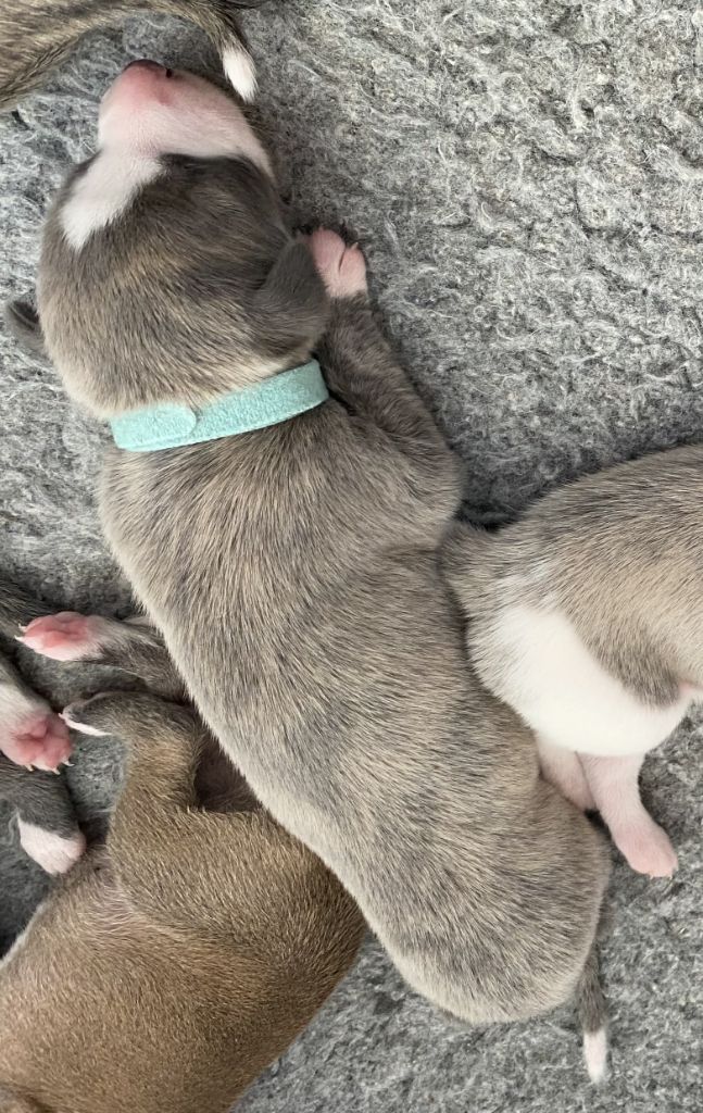 Whippet - du domaine des Chojnacki