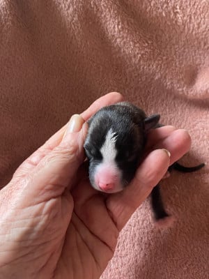 Les chiots de Whippet