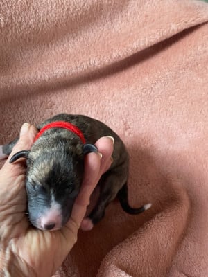 Les chiots de Whippet