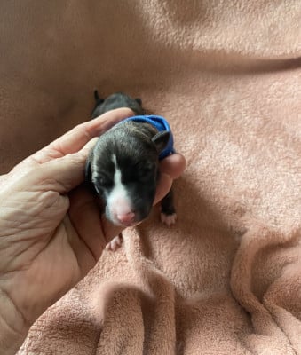 Les chiots de Whippet