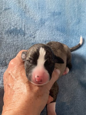 Les chiots de Whippet