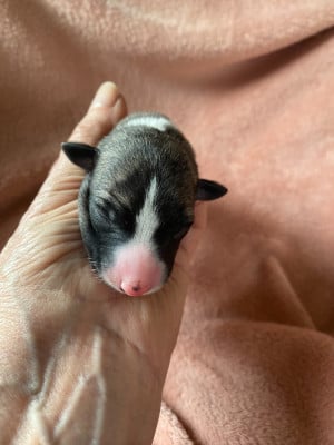 Les chiots de Whippet