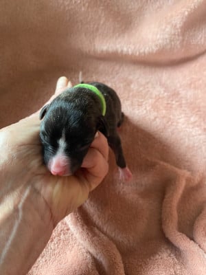 Les chiots de Whippet