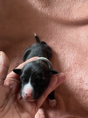 Les chiots de Whippet