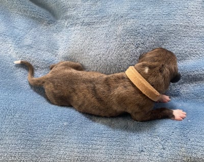 Les chiots de Whippet
