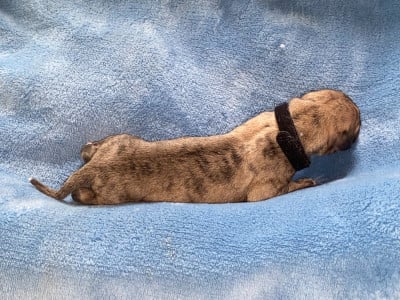 Les chiots de Whippet