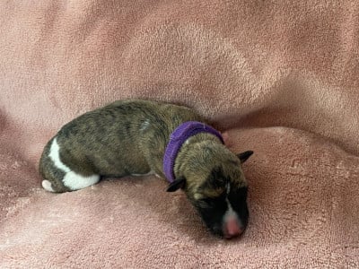 Les chiots de Whippet