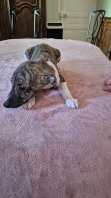 Les chiots de Whippet