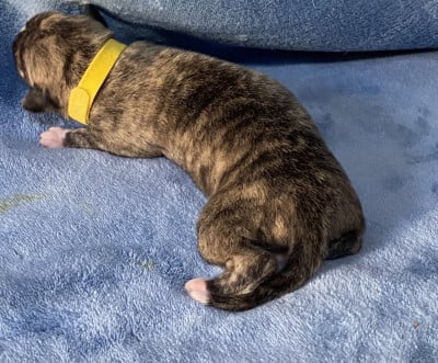 Les chiots de Whippet