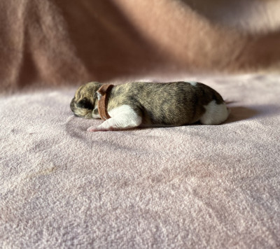Les chiots de Whippet