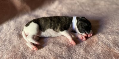 Les chiots de Whippet