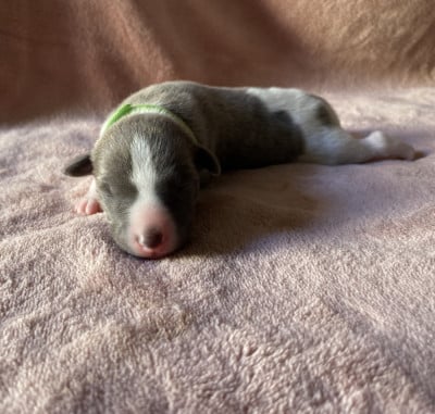 Les chiots de Whippet