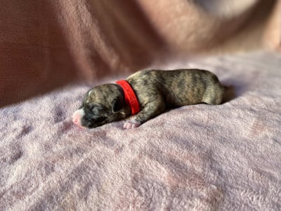Les chiots de Whippet