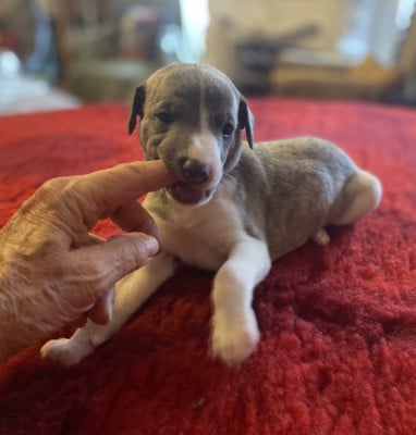 Les chiots de Whippet
