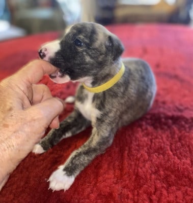 Les chiots de Whippet