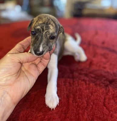 Les chiots de Whippet