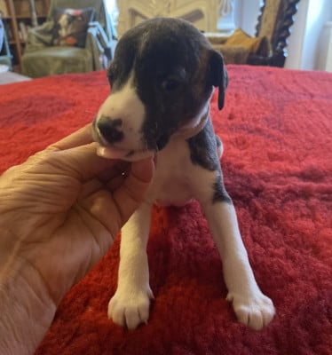 Les chiots de Whippet